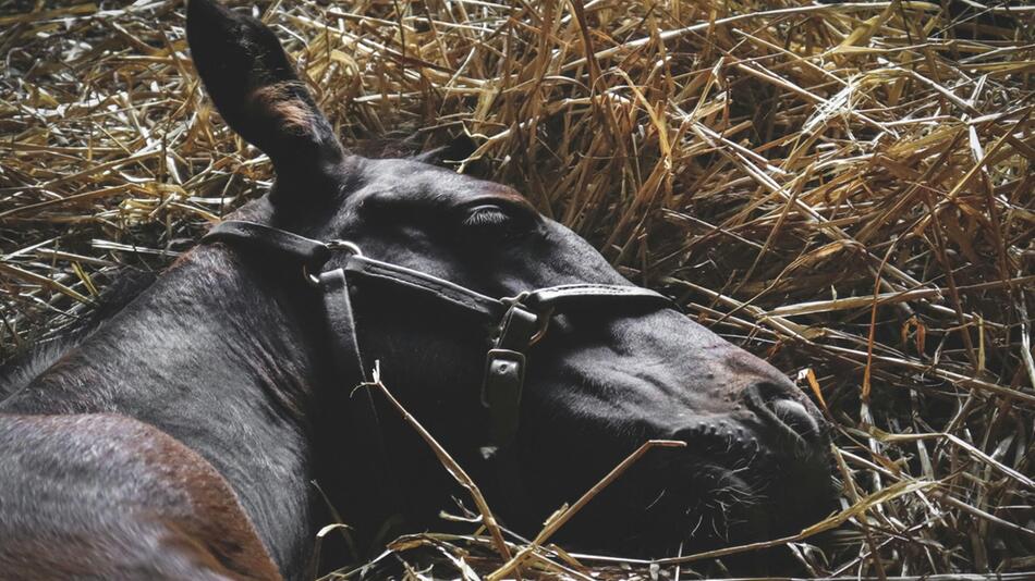 Hier sind sieben Fakten zum Pferdeschlaf.