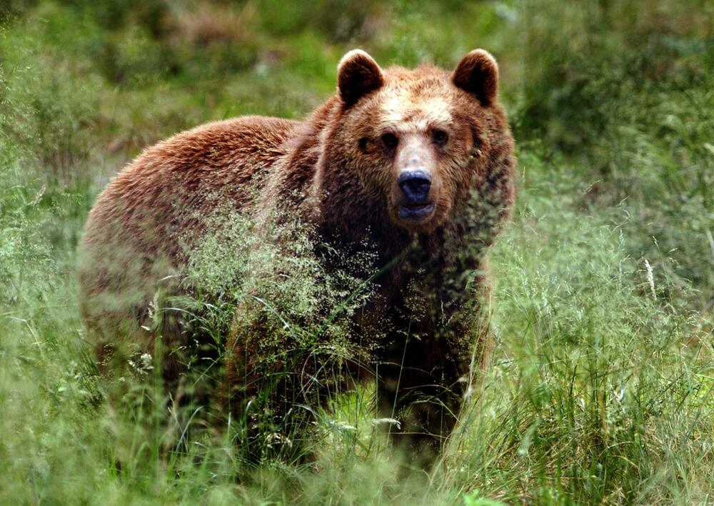 Braunbär im Gehege im Anholter Bärenwald