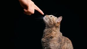 Deine Katze erkennt dich – durch die Nase