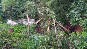 Mann von Baum erschlagen - Toter bei Unwetter in Sachsen