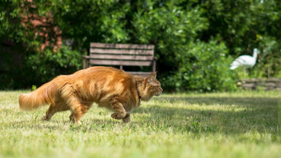 Alles über den Jagdtrieb Deiner Katze.