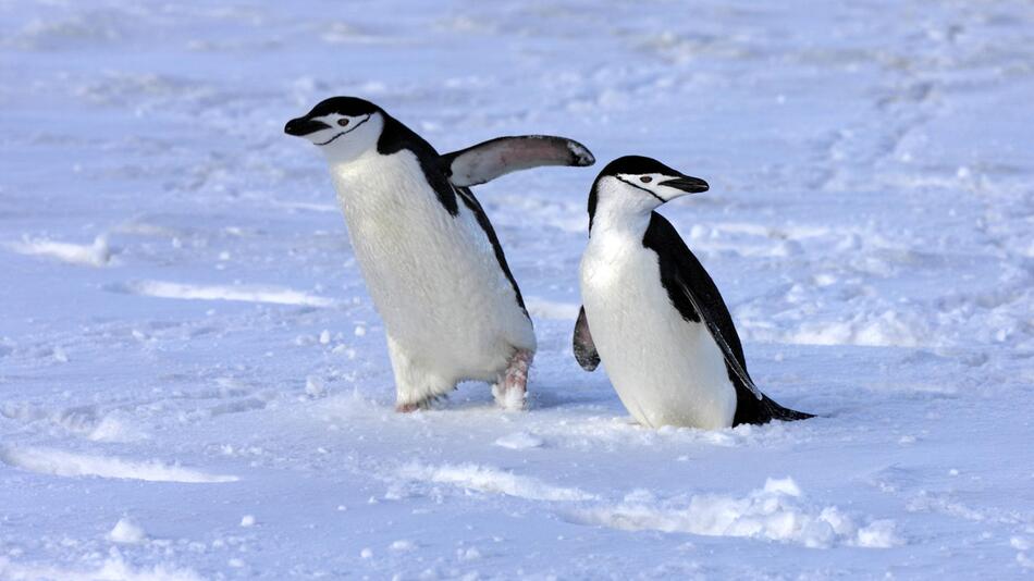 Zügelpinguine