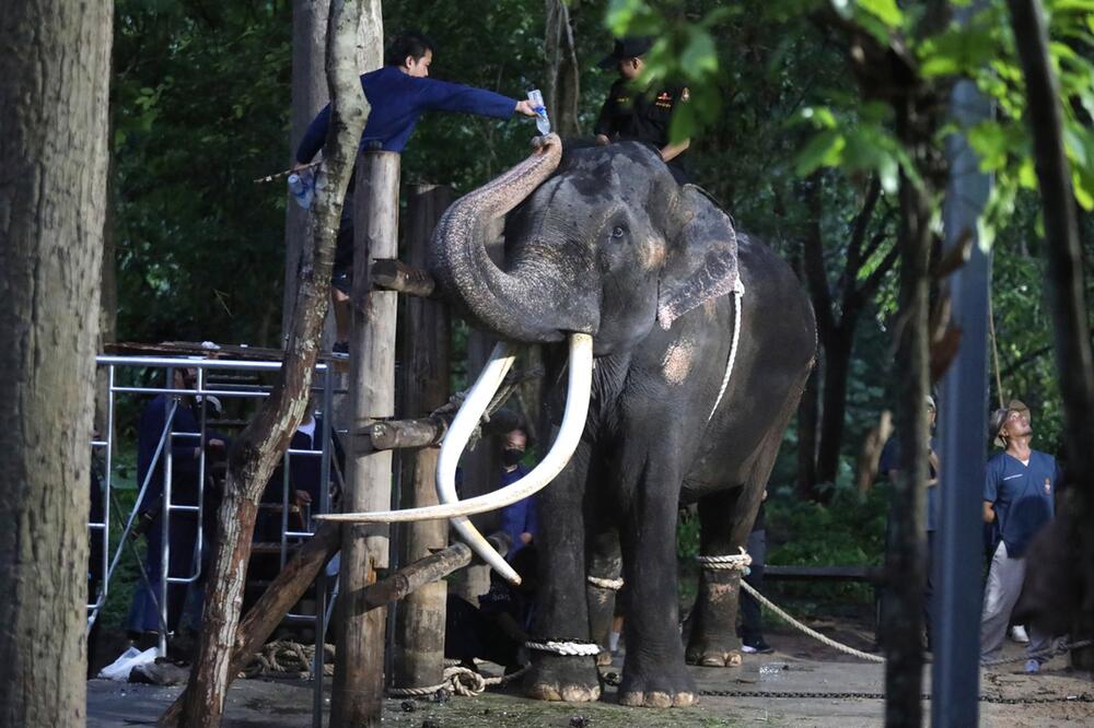 Elefant Sak Surin in Thailand
