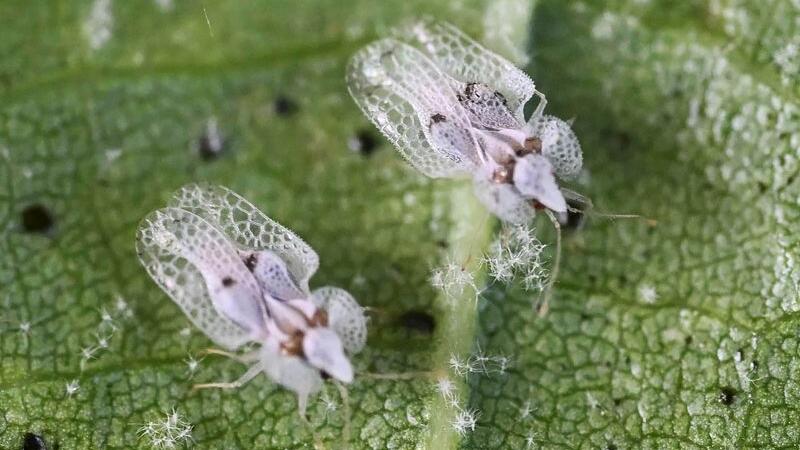 Biologe: "Beunruhigend ist das rasante Tempo ihrer Ausbreitung"