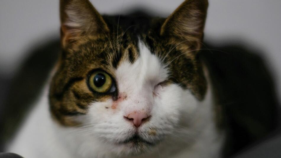 Einäugiger Kater wartet im Tierheim auf Zuhause.