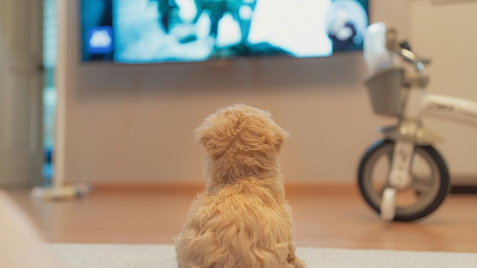 Können Hunde auch TV schauen?