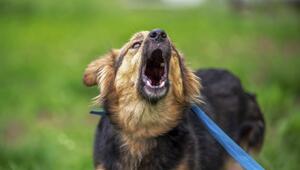 bellender Hund