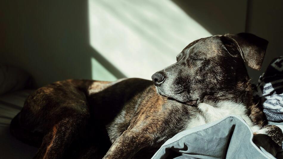 Fynn Kliemanns Hund erlitt eine Beinverletzung.