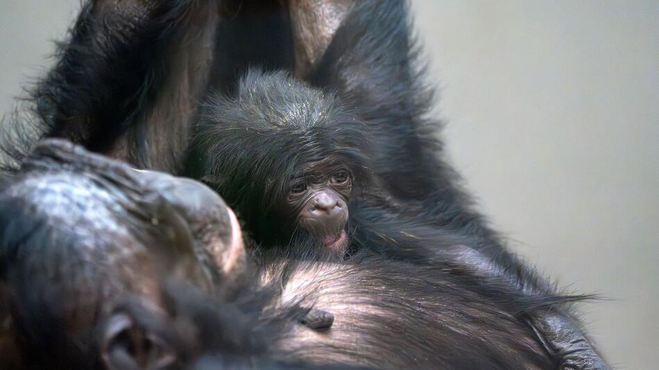 Bonobo-Nachwuchs in Stuttgart