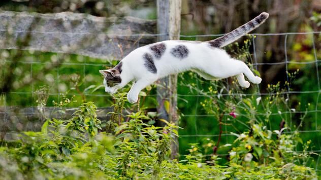Katze im Garten