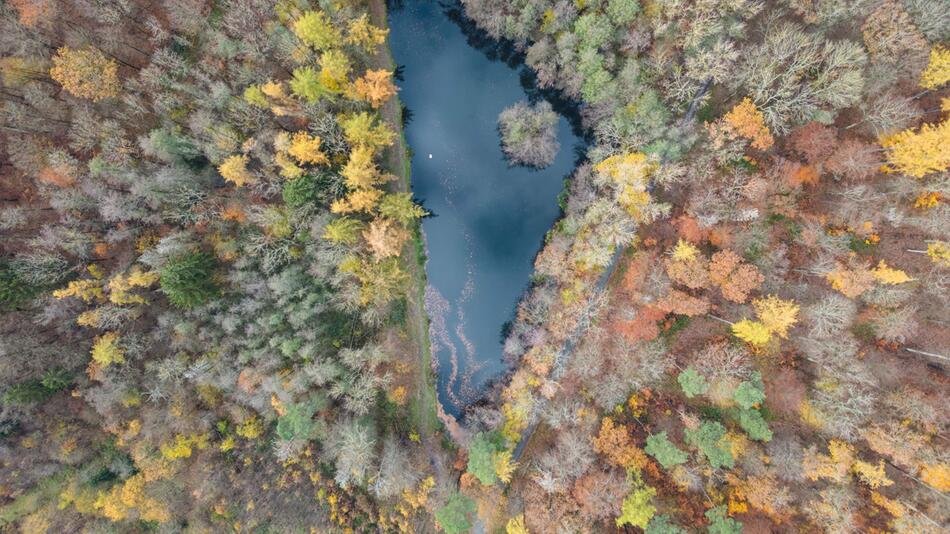 Herbstlicher Wald