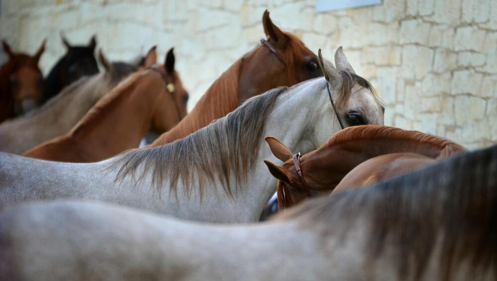 Viele Tausend Tiere leben in überfüllten Gehegen