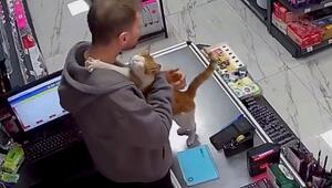 Tägliche Umarmung: Gerettete Katze springt Ladenbesitzer jeden Morgen an den Hals