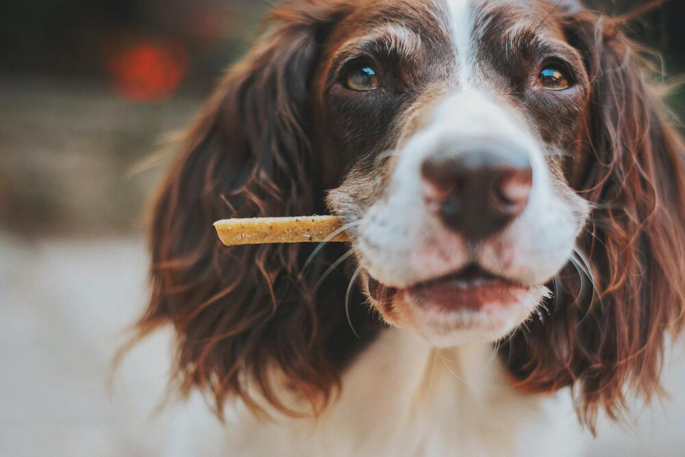 Nass-, Trockenfutter, Snacks und BARF als Test.