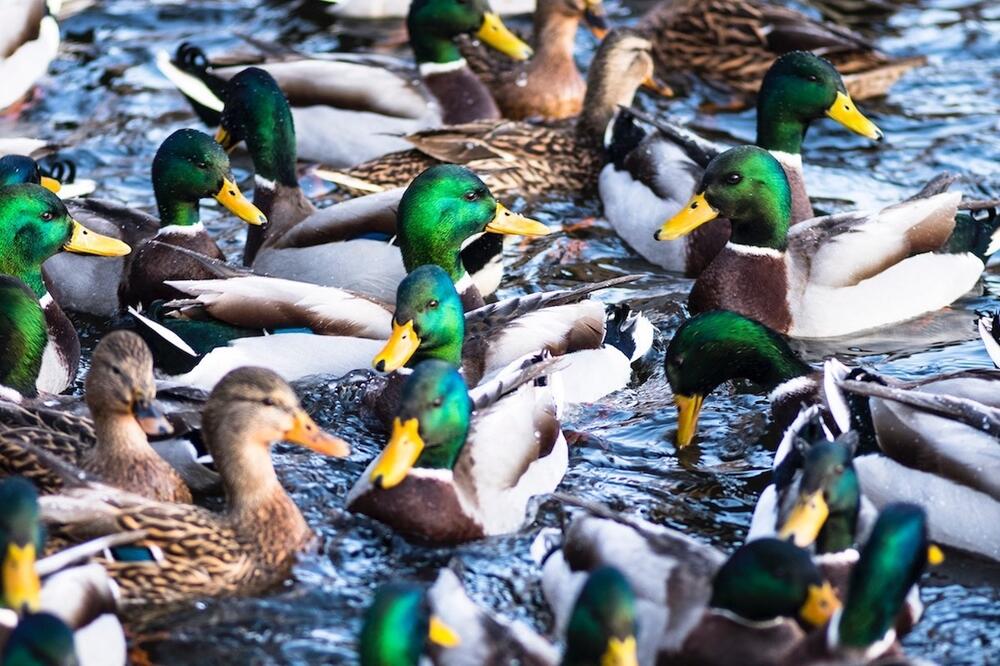 Enten, zum Beispiel, schrauben.