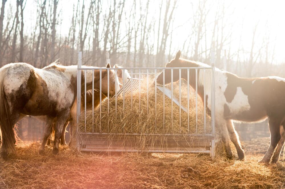 Organe halten die Säure und Basen im Gleichgewicht