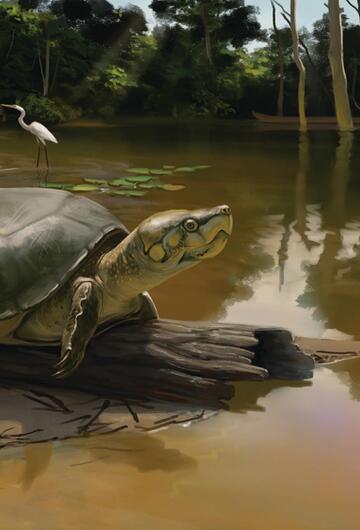 Riesenschildkröte Peltocephalus maturin