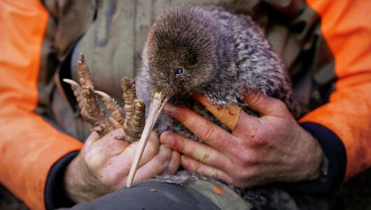 Seltener Kiwi-Vogel in Neuseeland entdeckt