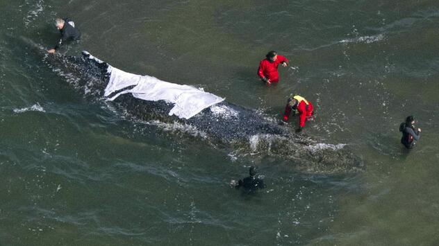 Helfer beim Wal