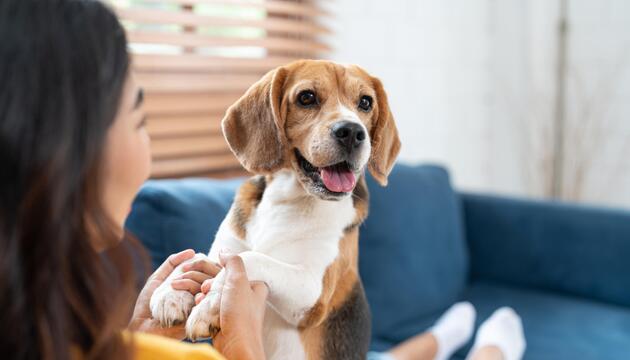 Hund, Haustiere, Forschung, Ratgeber