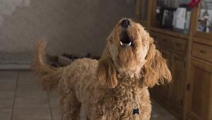Hund bellt ständig
