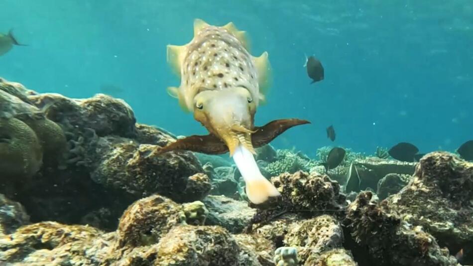 Unglaubliche Tarnung: Blinkender Tintenfisch trickst Beute aus
