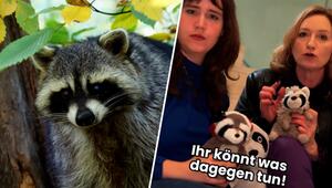 Politikerinnen warnen vor Waschbär-Jagd in Berlin