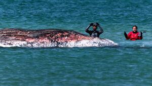 Toter Wal vor dänischer Insel Anholt entdeckt