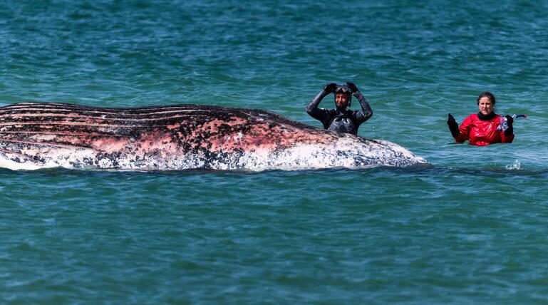 Toter Wal vor dänischer Insel Anholt entdeckt