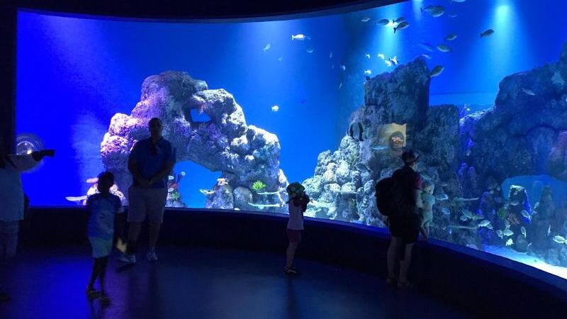 Cairns Aquarium & Reef Research Centre