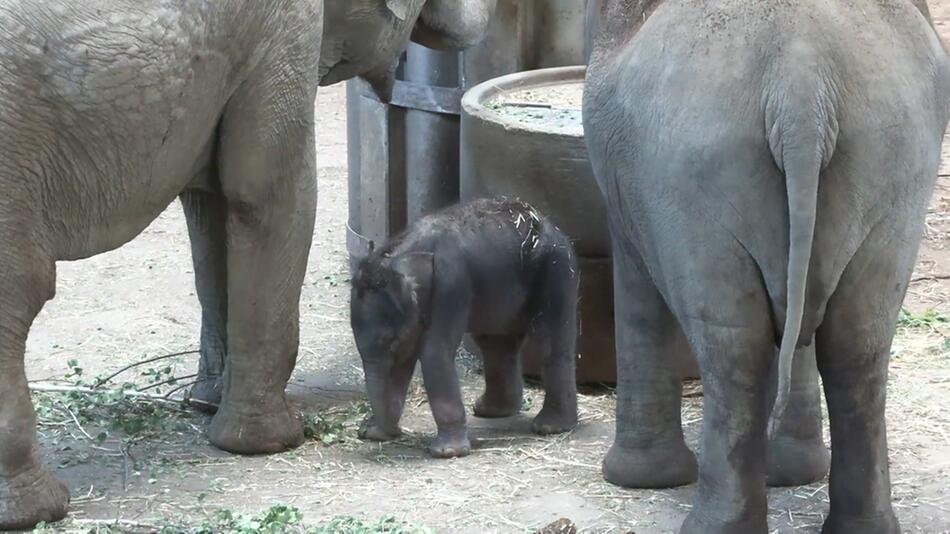 Dieses Elefantenbaby kam am 14. Juni 2023 im Kölner Zoo zur Welt