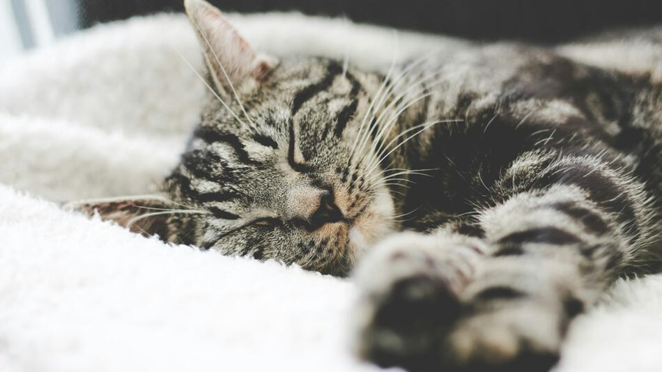 Die Katze wurde in eine Biotonne "entsorgt".