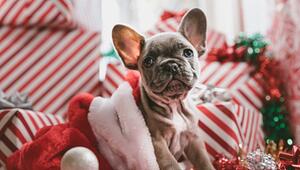 Tiere sind nur ganz bedingt ein Weihnachtsgeschenk.