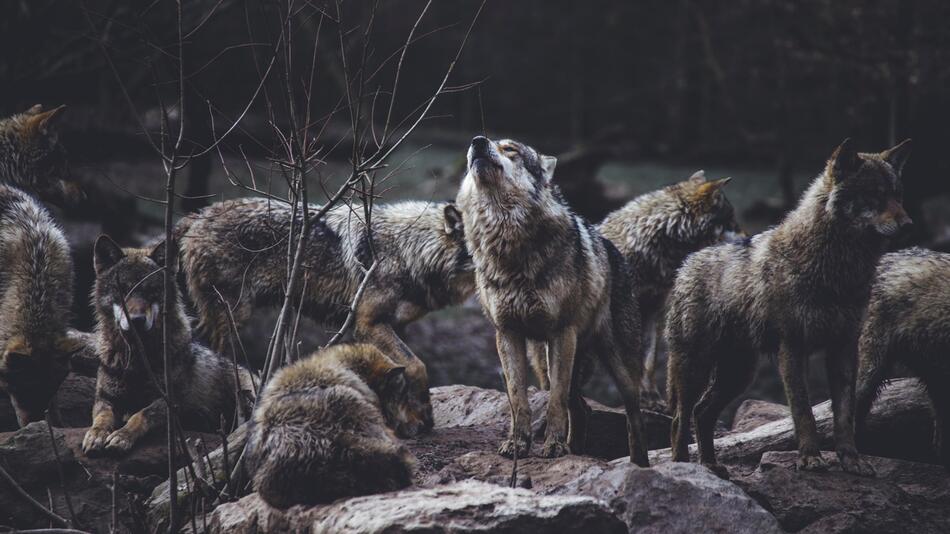 Der Wolf in Niedersachsen darf abgeschossen werden