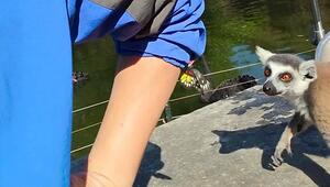 Kurze Freundschaft: Lemur frisst Schmetterling vor den Augen eines Zoobesuchers