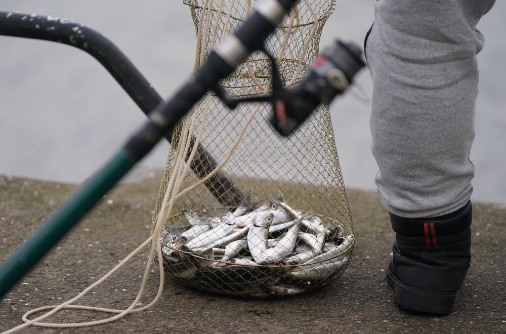 Angler an der Förde