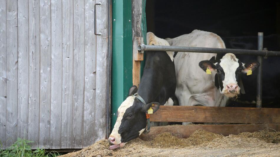 Prozesse Tierschutz-Verstöße im Allgäu