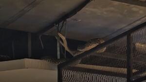 Python im Einkaufszentrum an der Decke