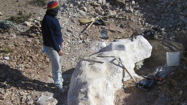 Teile des Bicharracosaurus dionidei werden geborgen