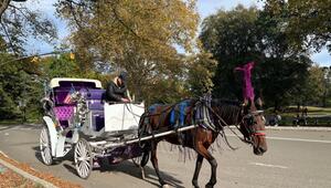 Kutsche im Central Park