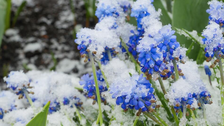 Schnee im Garten: Darum müssen Sie ihre Pflanzen trotzdem gießen