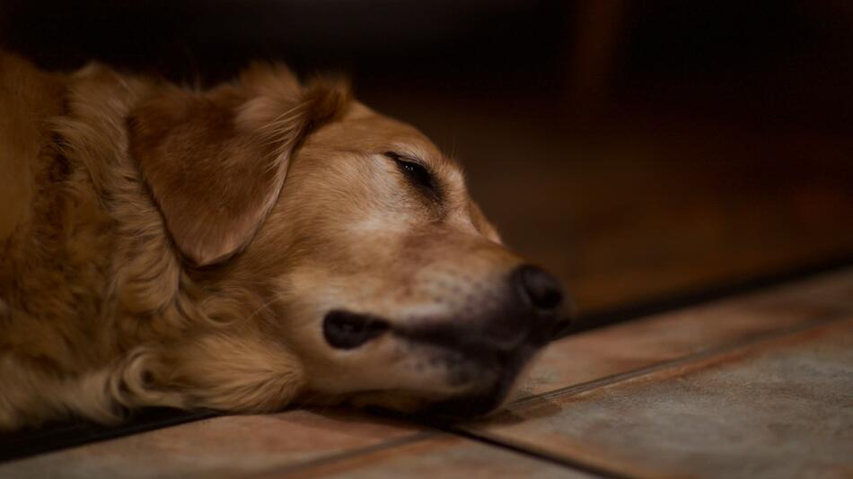 Übergewicht kann für Hunde lebensbedrohlich sein.