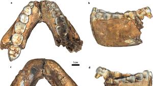 Fossil, Gebiss