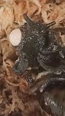 Zum ersten Mal gefilmt: Seltene Raubschnecke legt Eier