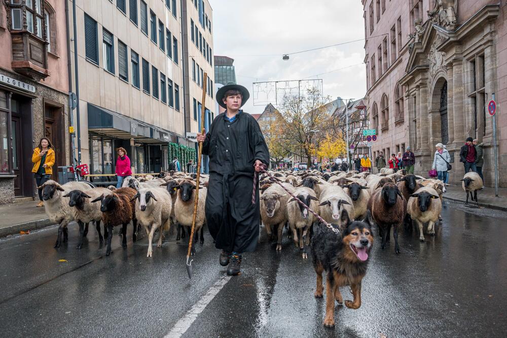 600 Schafe ziehen durch die Nürnberger Innenstadt