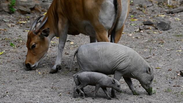 Vorstellung des Nachwuchses bei den Sulawesi-Hirschebern