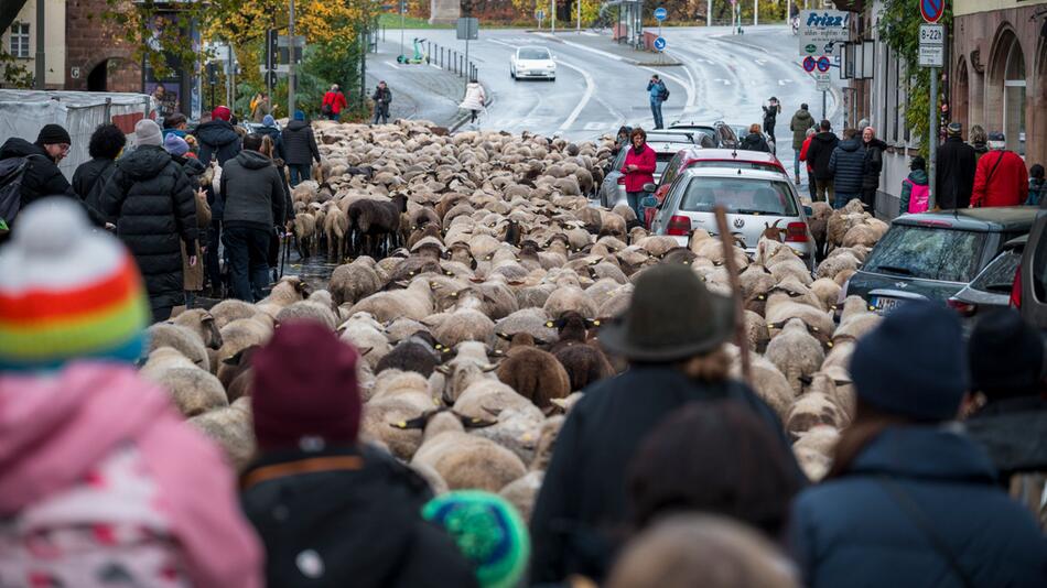 600 Schafe ziehen durch die Nürnberger Innenstadt