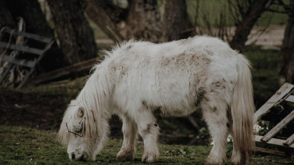 Therapie-Ponys helfen Senioren.