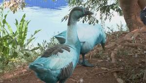 Blaue Enten und Gänse: Farbstoff verunreinigt Fluss in Brasilien