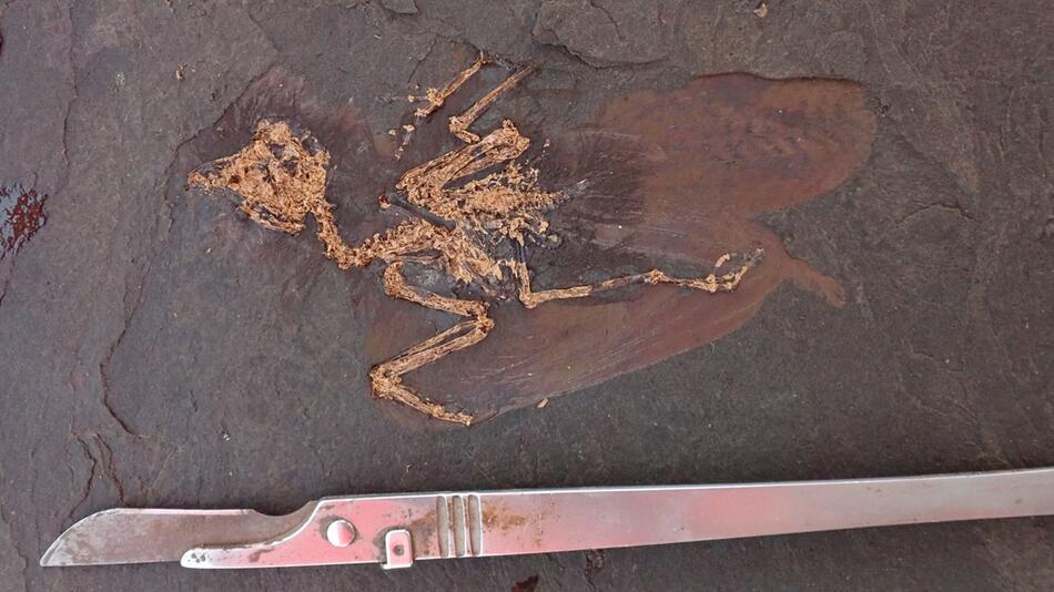 Fossil einer bisher unbekannten Vogelart